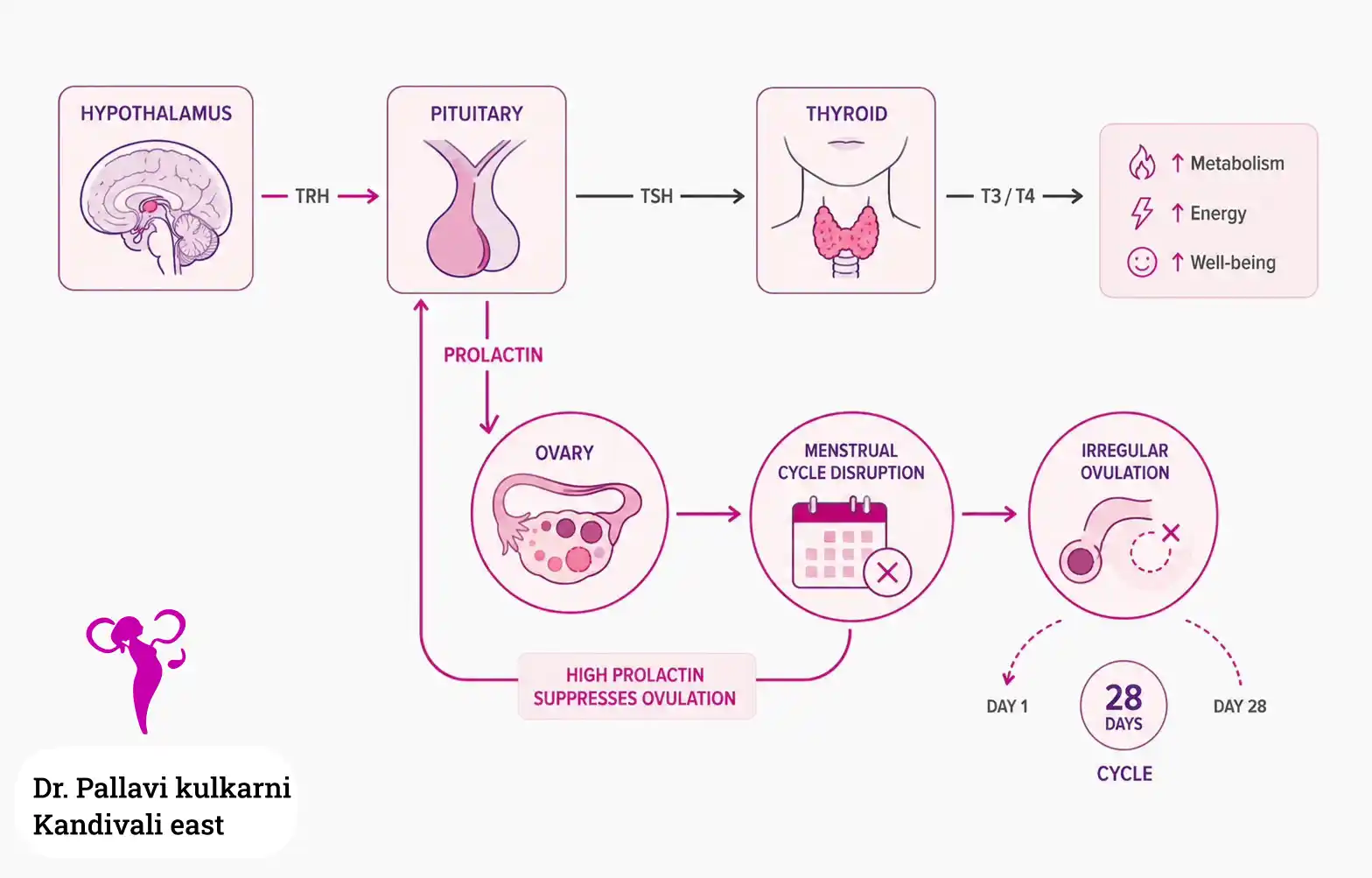 Diagram showing how thyroid hormones interact with prolactin and the menstrual cycle